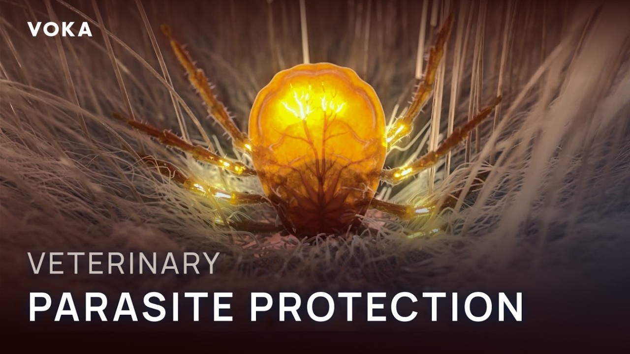 youtube placeholder image